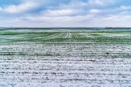 Cover Crops