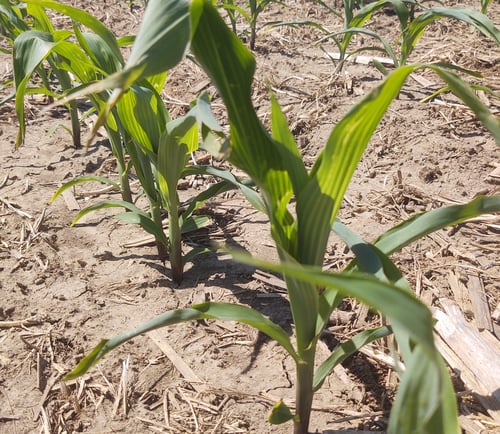 corn nutrient deficiencies in phosphorus