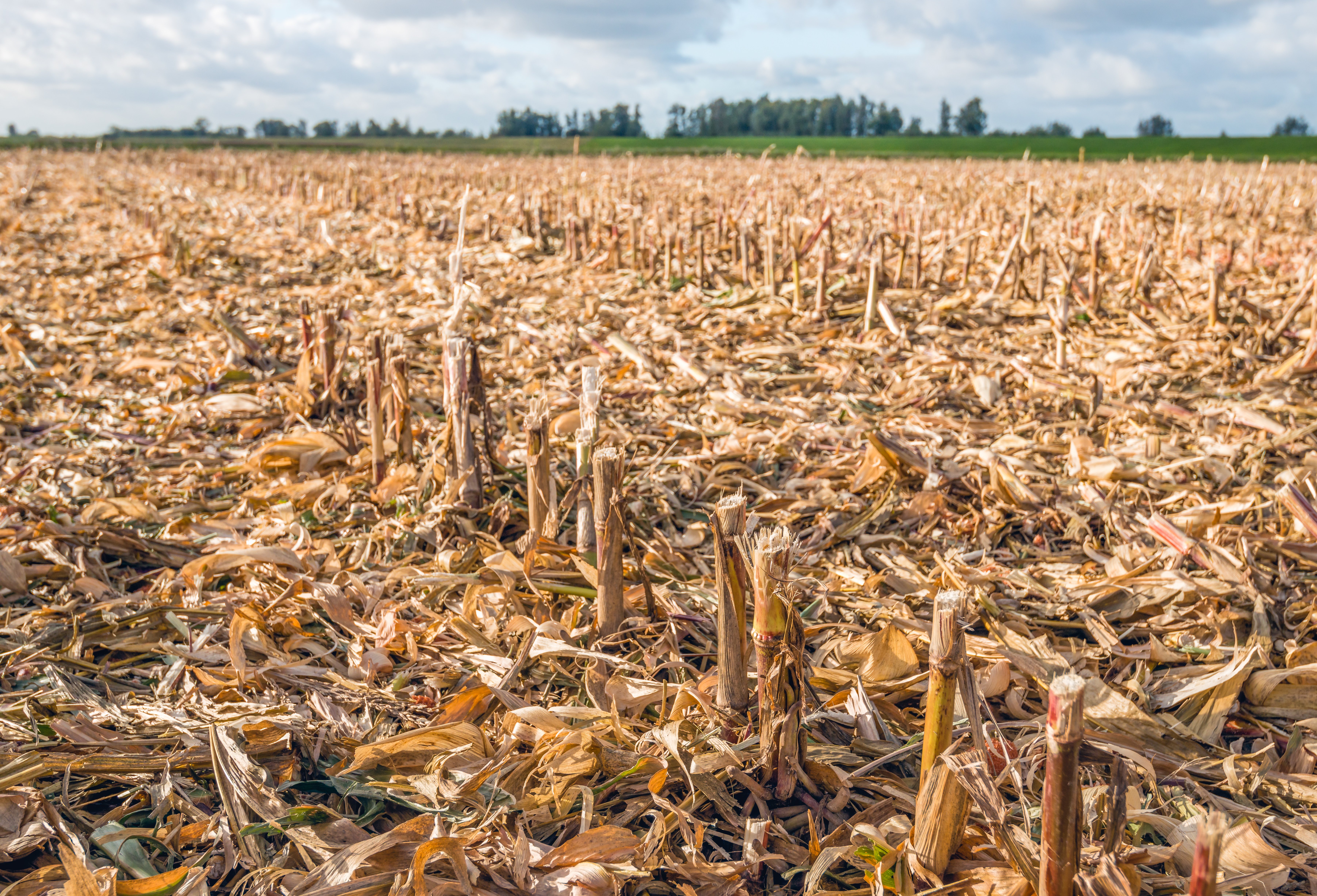 Fall Tillage Practices and Cover Crops